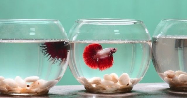 Cara Menenangkan Cupang sebelum Kontes dengan Mudah dan Efektif