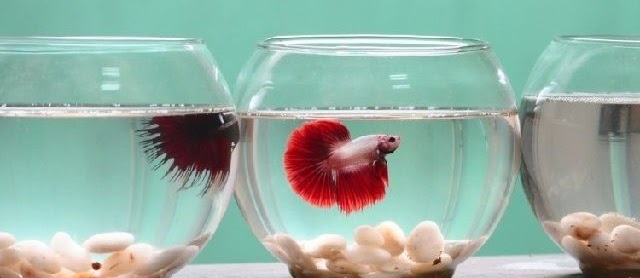 Perhatikan Cara Merawat Cupang Hias Kontes Hasil Terbaik