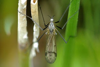 Dactylolabis sexmaculata