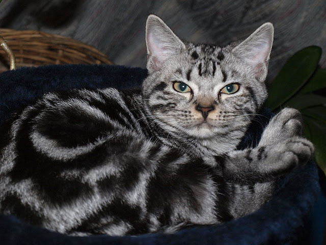american shorthair cat breeds, american shorthair colors, american tabby cat