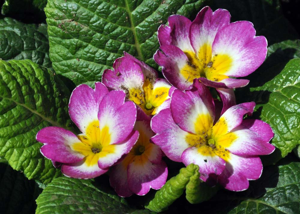 Toronto Grand Prix Tourist A Toronto Blog Flowers in Toronto Allan