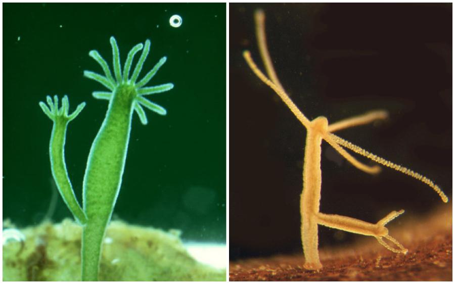 Top 10 Best Animals That Can Live Forever (Immortal Animals) 247