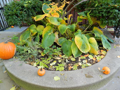 Toronto Garden District Fall Cleanup Before by Paul Jung Gardening Services--a Toronto Gardening Company Toronto Garden District Fall Cleanup Before by Paul Jung Gardening Services--a Toronto Gardening Company
