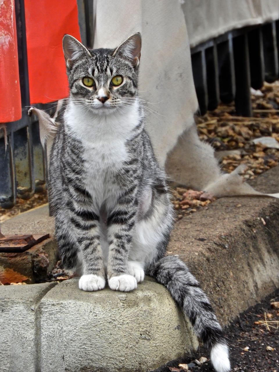 Phoenix Daily Photo Alley Cat