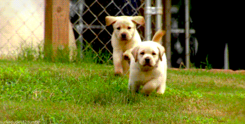 19.++I+would+be+the+puppy+on+the+left.+A