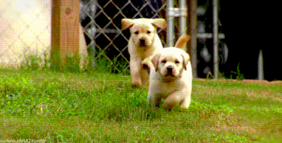 19.  I would be the puppy on the left. Aren’t they adorable, though