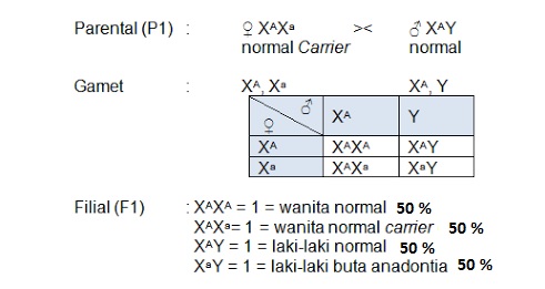 Seorang wanita buta warna menikah dengan laki-laki normal, kemungkinan anak laki-lakinya menderita b