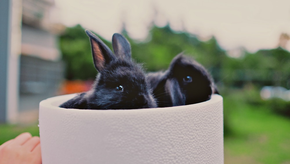 rabbit images