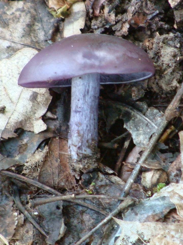 Clitocybe nuda DSC36025