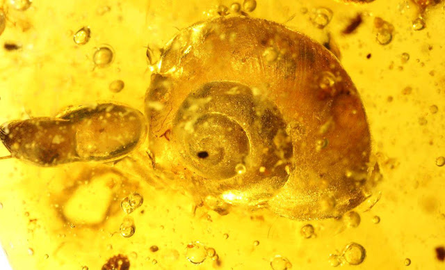 Rare Snail Found in Dinosaur-era Amber