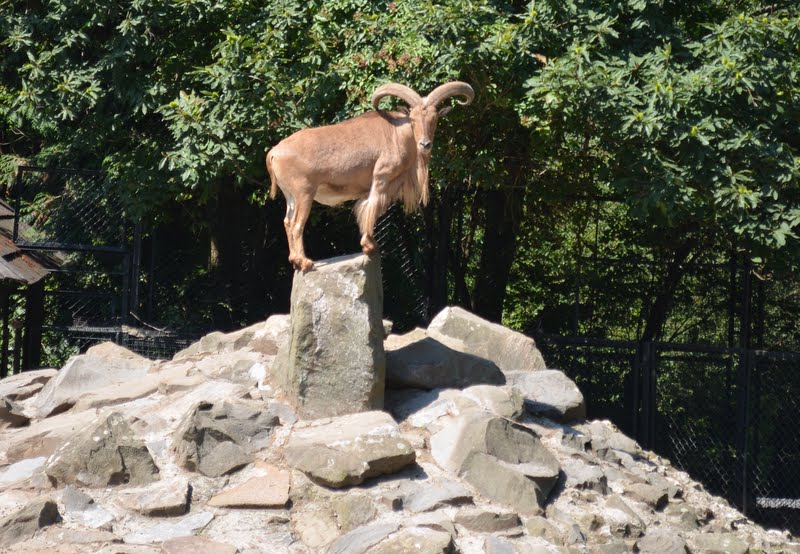 poniosło: kraków zoo