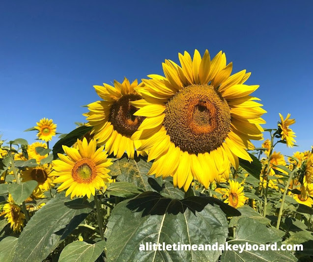 A Little Time and a Keyboard Nature Is Golden Walking Through a Sea of Sunflowers at Von Bergen