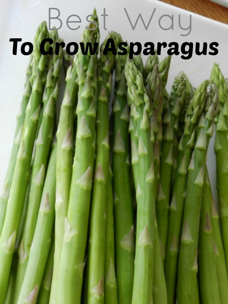 How to Grow Asparagus, Complete Guide to Grow and Harvest Asparagus