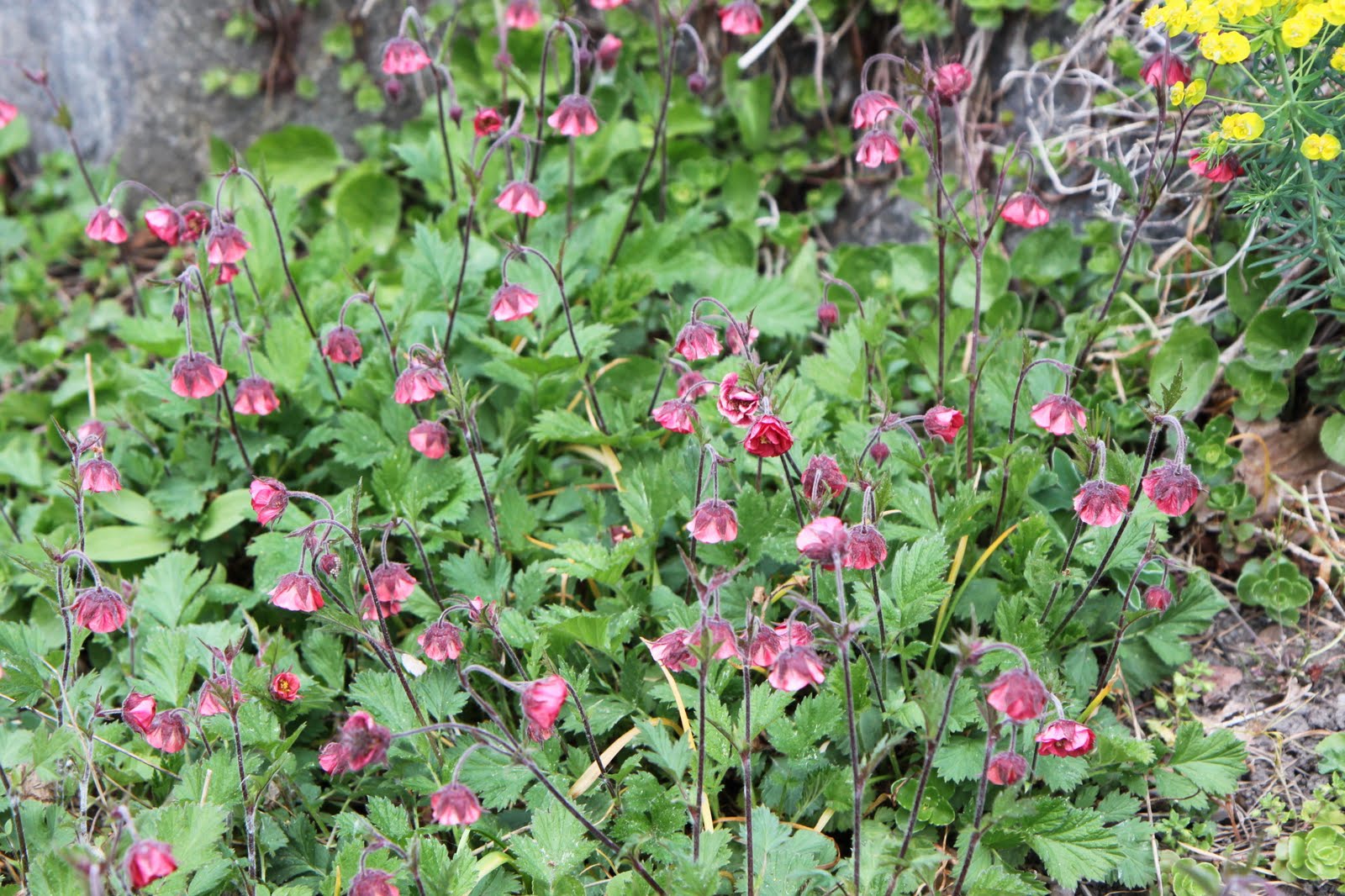 Tankar från Trädgårdsmästarn: Humleblomster - Geum rivale