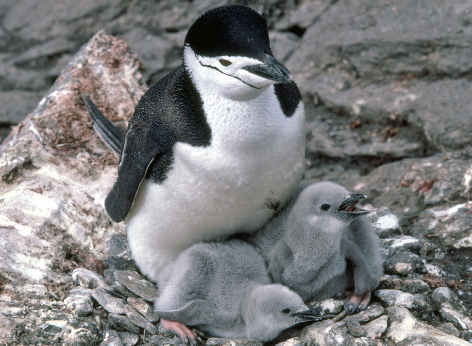 The Big Wobble : The number of chinstrap penguins in Western Antarctica