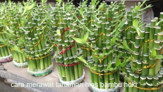 Cara Merawat Tanaman Bambu Hoki