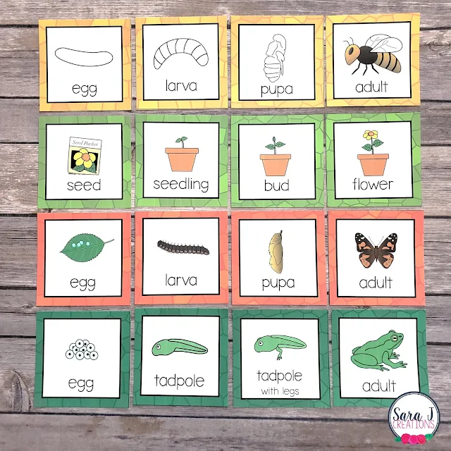 Learn about the life cycle of a bee, flower, butterfly, and frog with these free printables! Practice sequencing the life cycle with these cards and then complete a cut and glue activity.