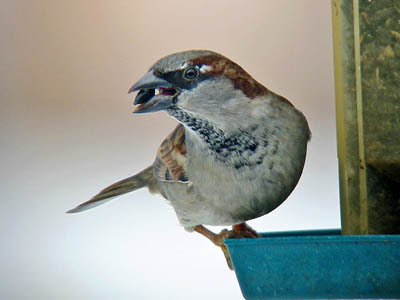 Photo of House Sparrow at feeder