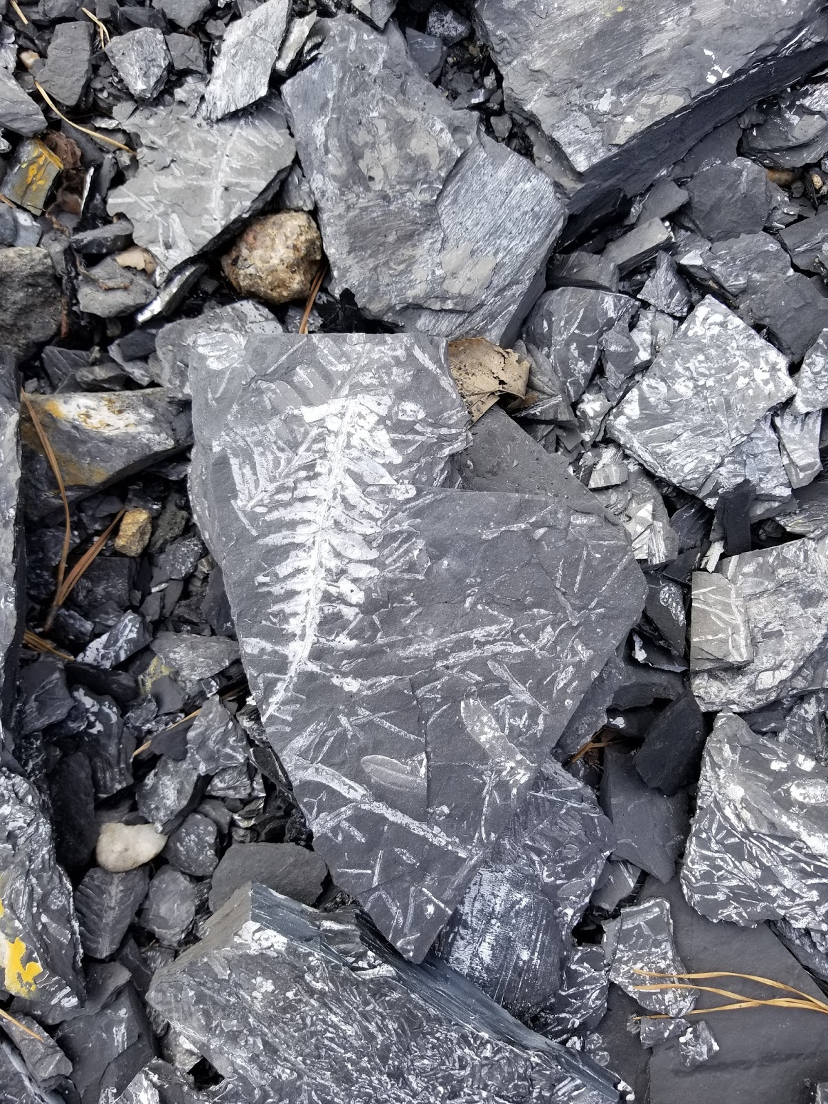 Rockhounding in the USA The Famous Fern Fossils of Pennsylvania