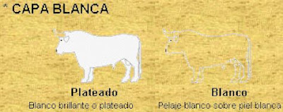 Toro de Lidia