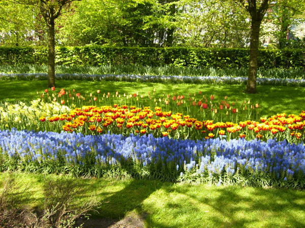 IMAZES: FLOWER Garden