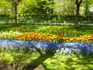 IMAZES: FLOWER Garden