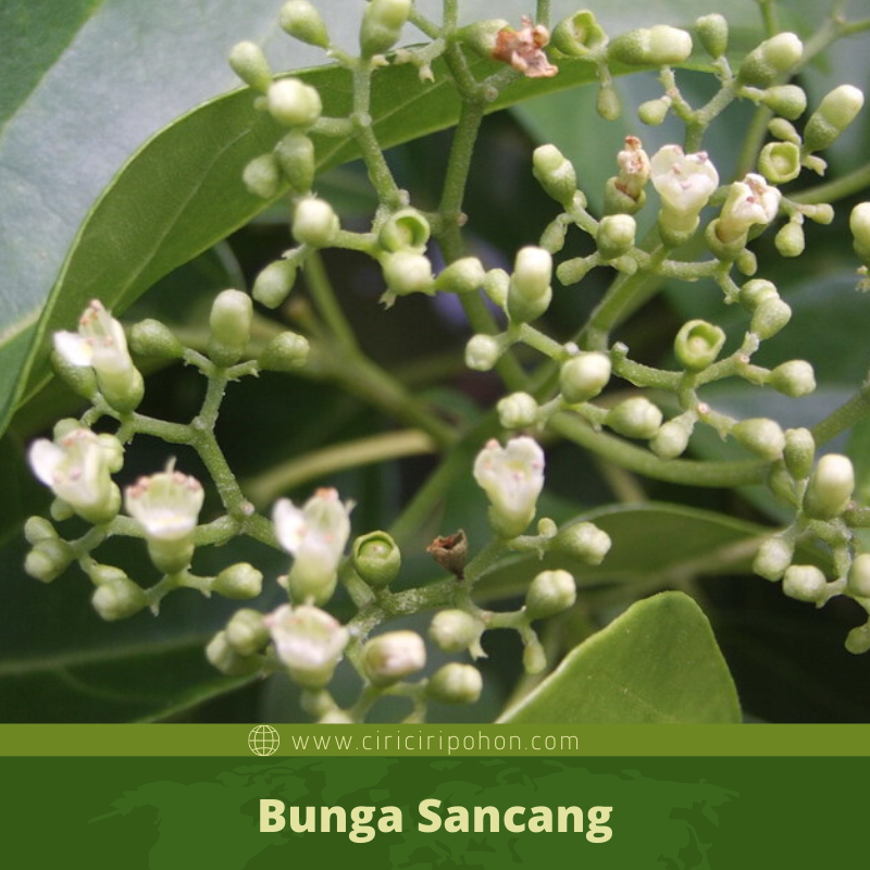 Ciri Ciri Pohon Sancang Premna Di Alam Liar Ciriciripohon Com