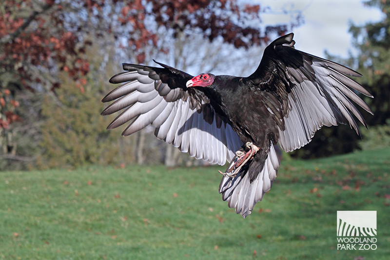 Turkey vultures get their day