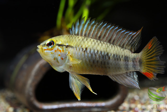 Apistogtamma sp. manacacias (?)