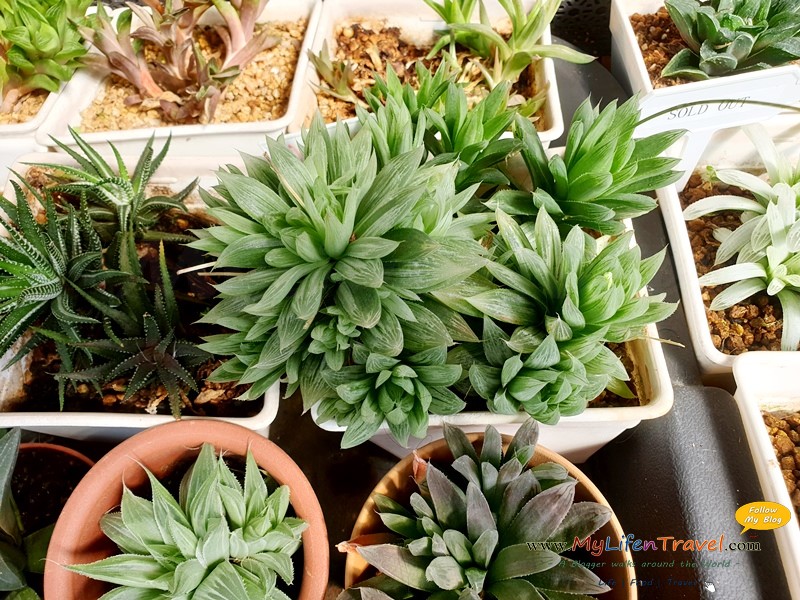 Kimmie Crafts 仙人掌和多肉植物 Diy 活动 旅游博客王宏量