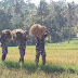 Wujud Kemanunggalan TNI dengan Rakyat, Satgas Pamtas Yonif R 142/KJ Bantu Warga Panen Padi