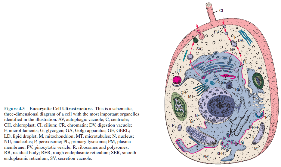 Microbiology Notes: Eucaryotic Cell Structure and Function