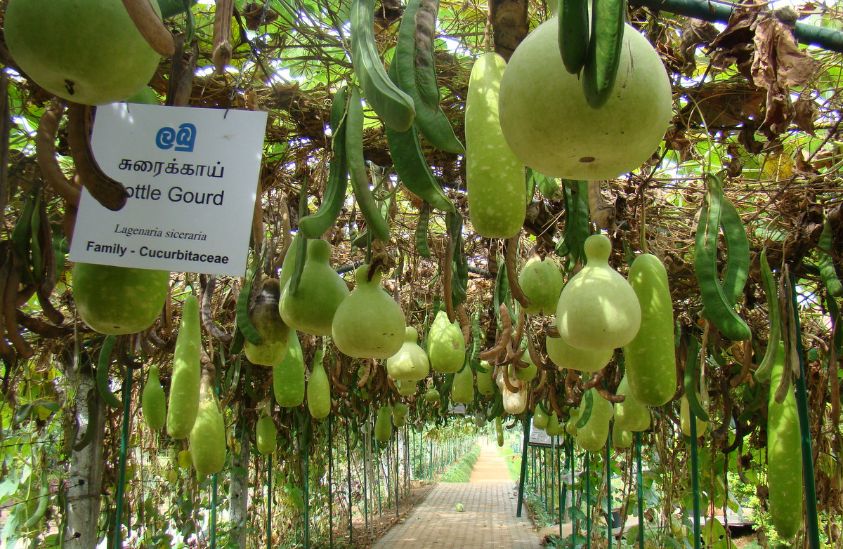 Овощи на шри ланке с названиями