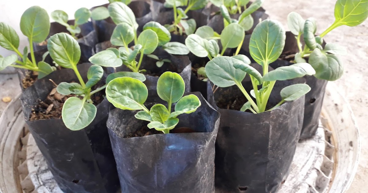 Mjedi Frozen Food sawi pagoda di klaten