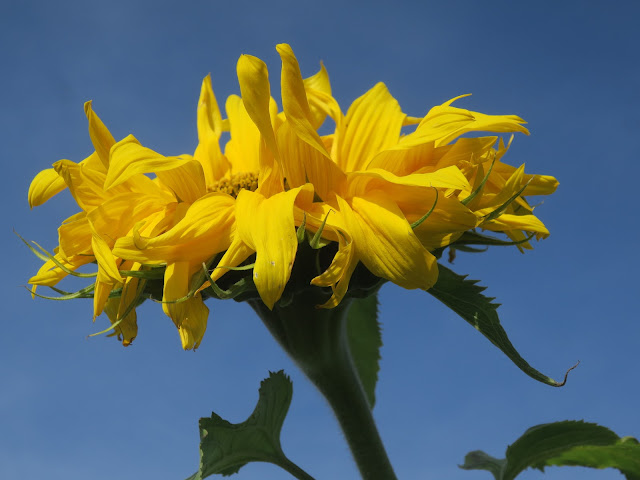 Sunflower against blue sky. 8th October 2021