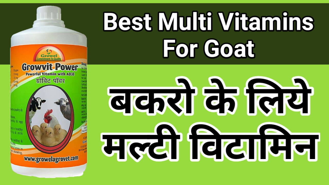 Best Multi Vitamin For Goat And Poultry. Goat Farming