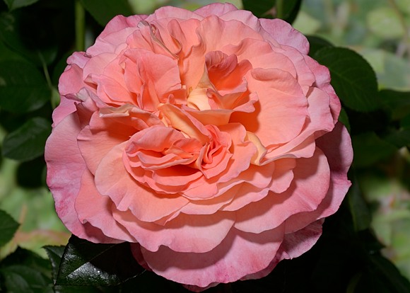  Augusta Luise rose сорт розы купить фото  