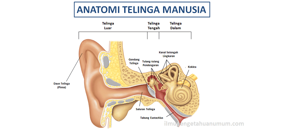 Telinga Dan Kegunaannya Syamsun