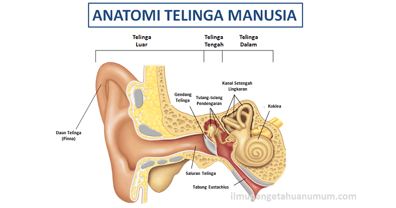 Telinga Dan Kegunaannya Syamsun