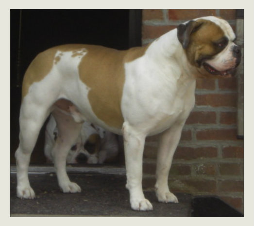Cute&Cool Pets 4U: Saint Bernard Dogs and Puppies Pictures