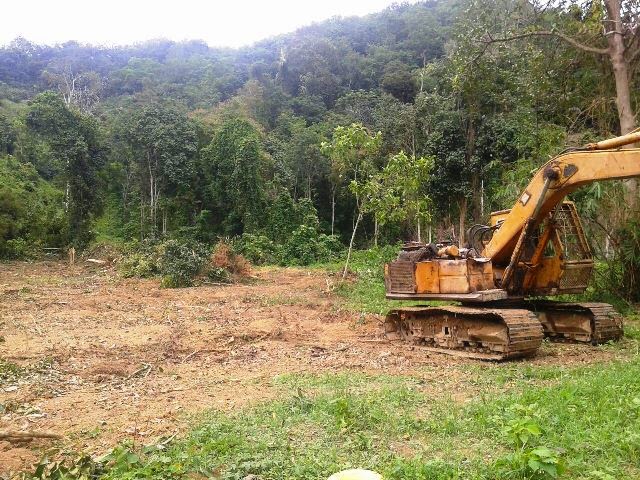 Menanam Tebu Di Tepi Bibir Cara menanam tebu agar tumbuh subur
