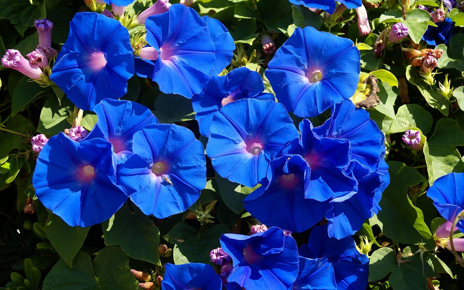 Blue Flowers Wallpaper Horrible Blue Flowers Wallpaper Horrible
