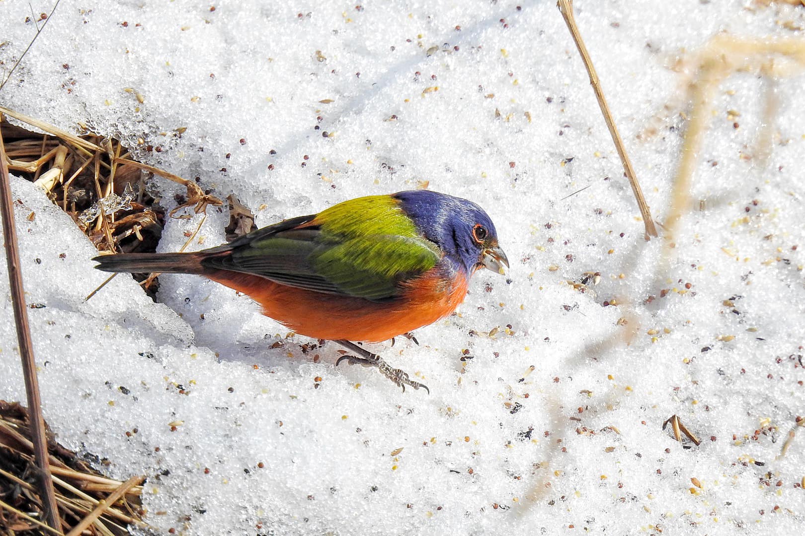 Terrierman's Daily Dose Painted Bunting, Great Falls, Maryland