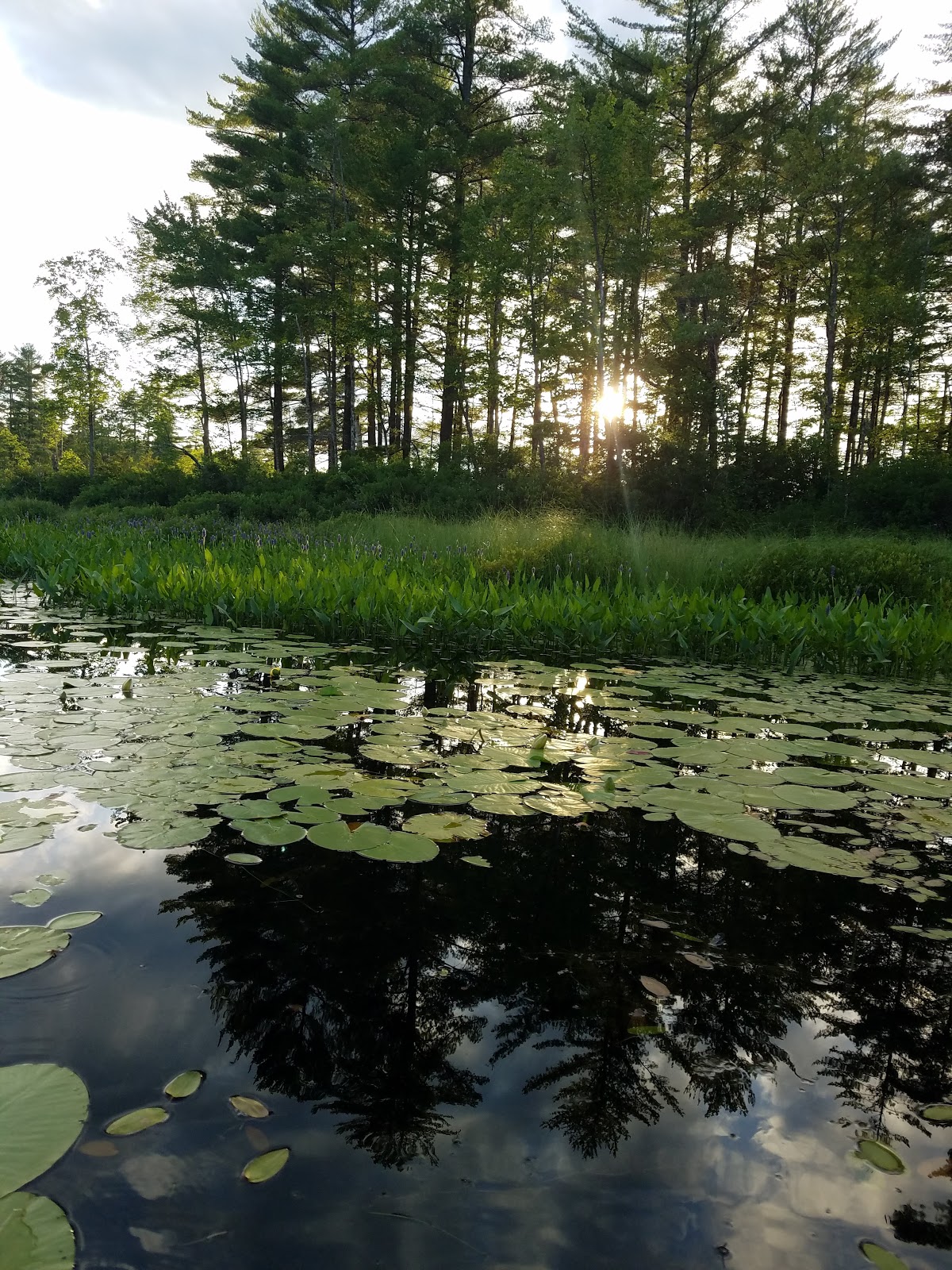 Recreational Kayaking in Maine Peabody Pond, July 16 2020