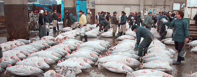 La subasta del atún en el Mercado de Tsukjii en Tokio
