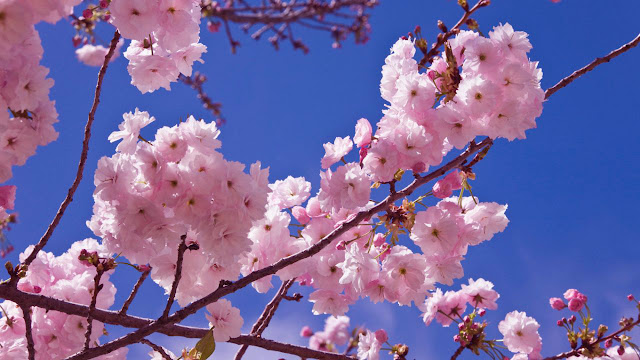 El Muro: LA VARA DE ALMENDRO