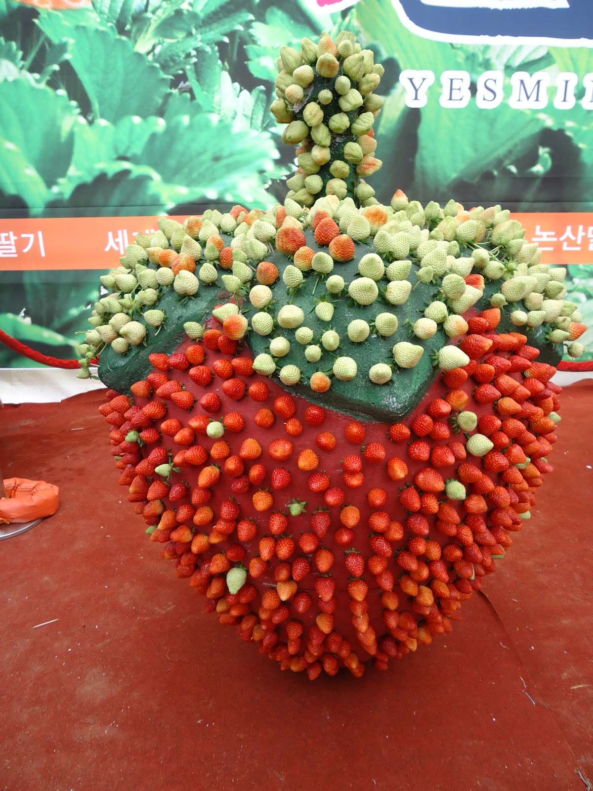 KRISTINE IN KOREA Nonsan Strawberry Festival