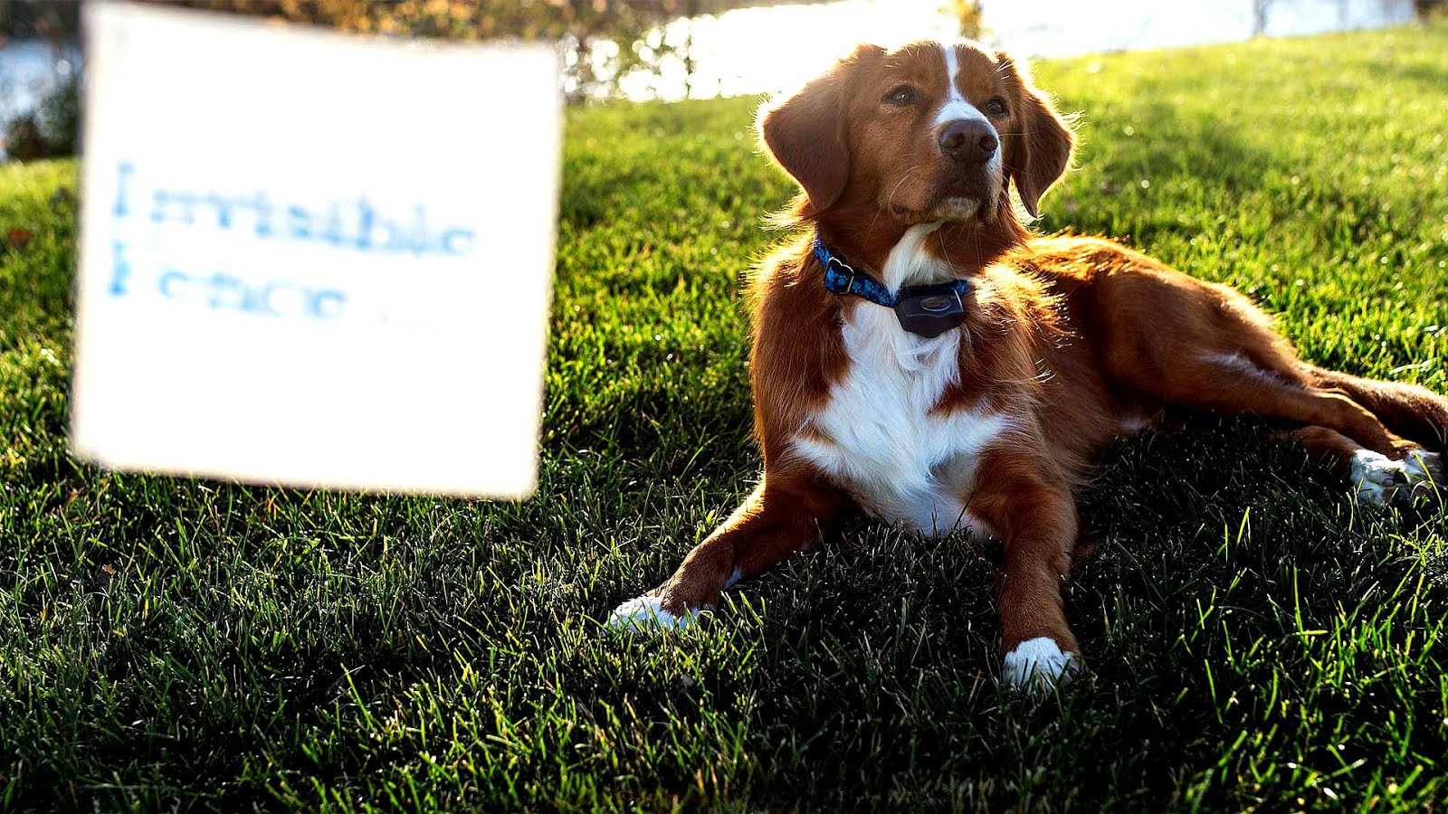 Invisible Fence Cost Estimate Fence Choices