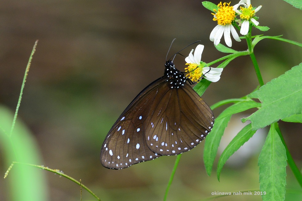 ツマムラサキマダラ