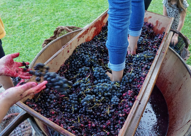 Vindima na Serra Gaúcha: lugares onde você pode participar da colheita e pisa das uvas
